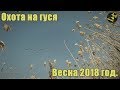 Гусь 2018