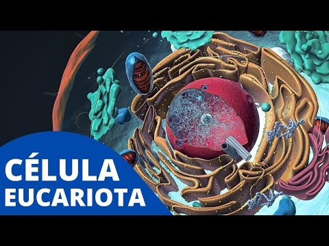 Vídeo: La cel·lulosa i la cel·lulosa són el mateix?