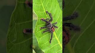 Aranha caranguejeira no cajueiro | Avicularia
