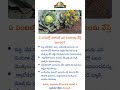 ఏ పంటల్లో ఎలాంటి ఎర పంటలను వేస్తే మంచిది? #telugunews #telugu #tsfarmers