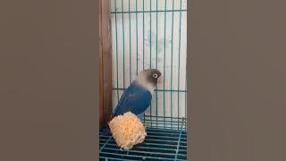Ciri-ciri Lb jantan mau konslet @quenbf
