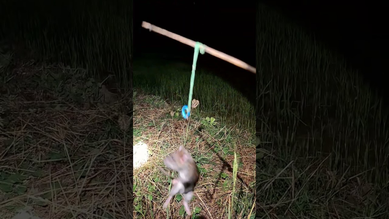 ดักหนูหมายกำเเพงเพชร. หมายนาข้าวเกี่ยวเเล้ว🌾🌾🐁🐁