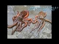 新潟・こんな場所でタコが簡単に釣れる？