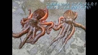 Octopus was caught in the shallows of the sea . - YouTube