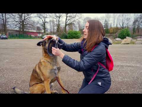 Vidéo: Dressage de chiens pour arrêter le filage violent