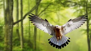 Copyright Free Sound | Spring Birds Chirping Sound Effect [FREE DOWNLOAD] Royalty Free