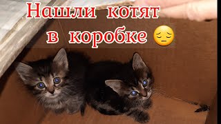 Нашли коробку с тремя котятами на помойке!!!