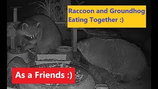 Friendly Raccoon and Groundhog Woodchuck eating together as a friends. Fun Video for cats and dogs.