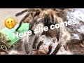 After his last meal, male tarantula FINALLY MEETS HIS GIRL !!!