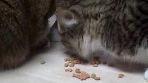 My Family of Fat Cats