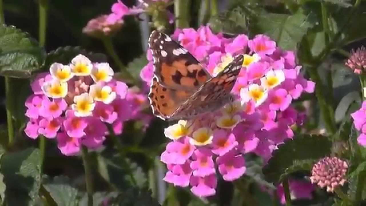 Close up video of a Painted Lady butterfly (Cynthia) feeding on nectar