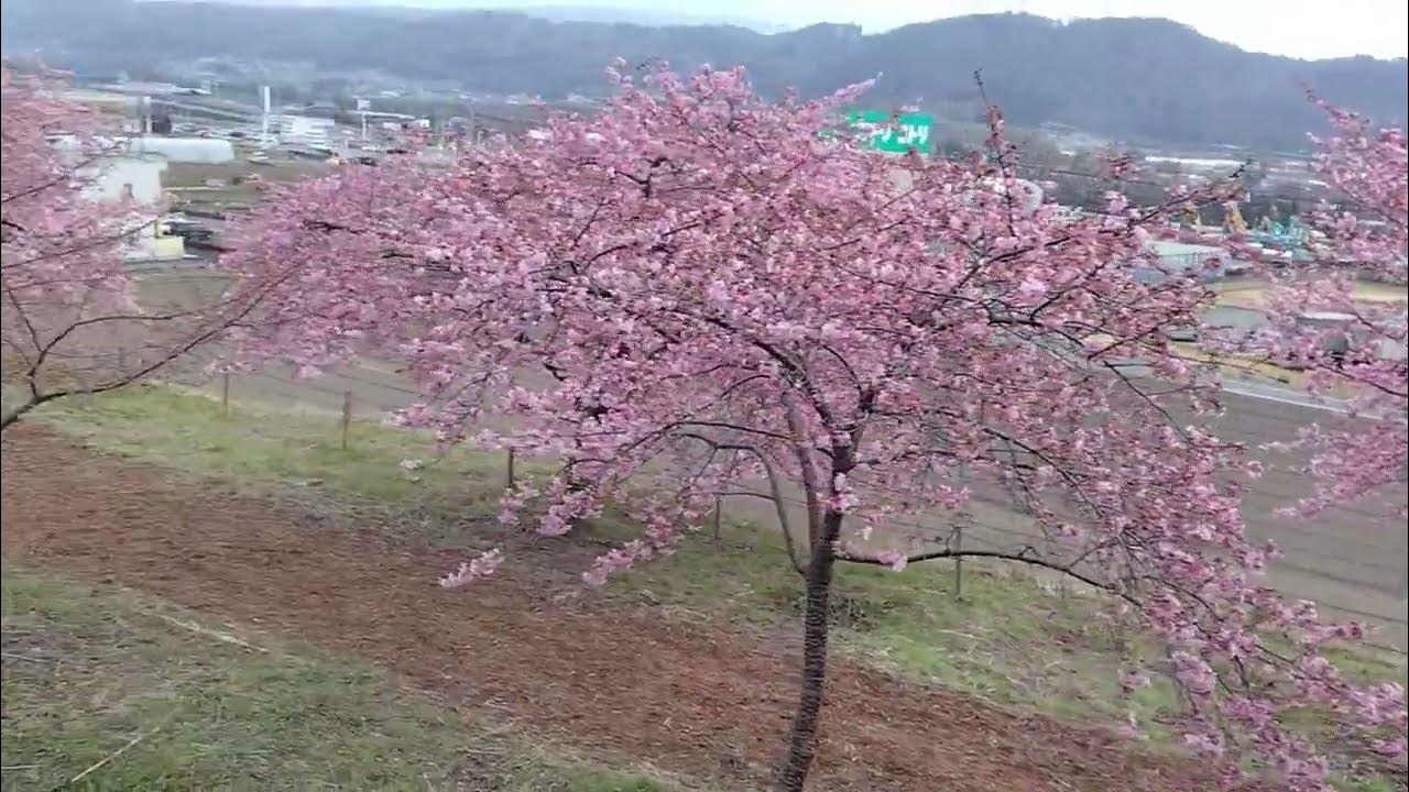 群馬県渋川市 道の駅こもち かわづ桜の丘白井④ YouTube