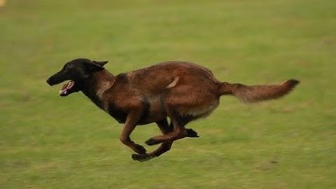 Shay - Coursing Ability Tests & CA Title