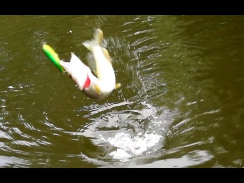 Волкер на щуку - YouTube