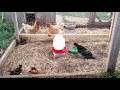 Updated Predator-Proof Chicken Henhouse & Coop Design Updated Predator-Proof Chicken Henhouse & Coop Design