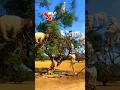 Proof of Allah's Greatness: Amazing Tree Climbing Goats! 🐐 #shorts #islamicvideo #egzonibrahimi
