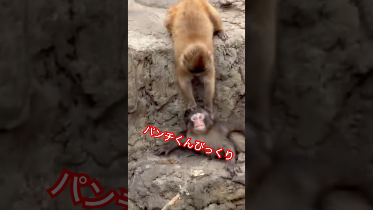 パンチくん急に引っ張られてびっくり🤣Punch was startled when he was suddenly pulled #市川市動植物園