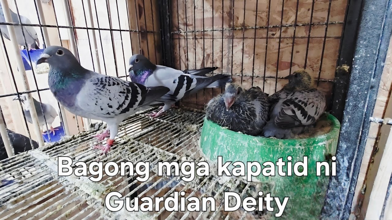 VLOG 67| MGA BAGONG STOCK NA INAKAY | CMPADUA LOFT | #kalapatids #pigeon #birds #pigeonracing 