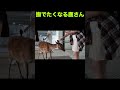 撫でたくなる鹿さん