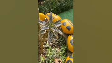 Thumbnail of Mother Of Millions Flower Stock #shortsfeed #gardening #succulent #evergreenseeds #gardening #tricks