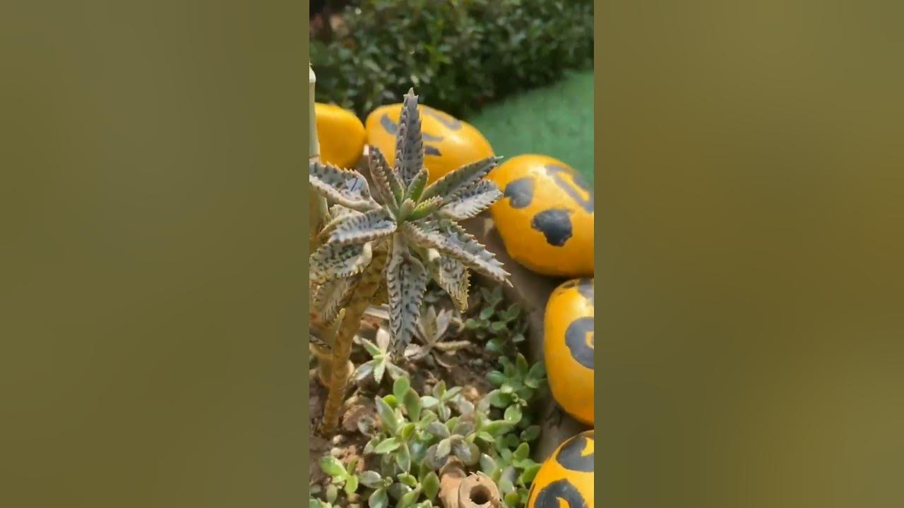 Mother Of Millions Flower Stock #shortsfeed #gardening #succulent #evergreenseeds #gardening #tricks