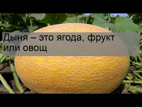 Дыня – это ягода, фрукт или овощ