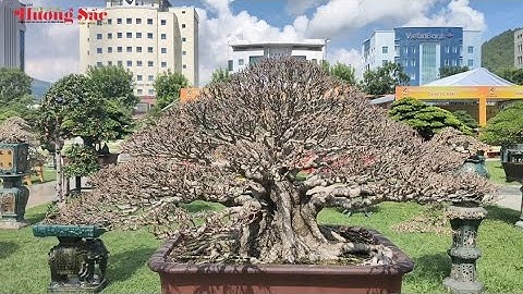 Giới thiệu một số loại cây cảnh nghệ thuật phổ biến tại triển lãm Quy Nhơn năm 2025 | Tạp chí VNHS