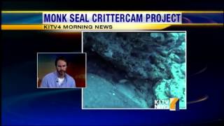 Scientists use critter cams to study Hawaiian monk seals