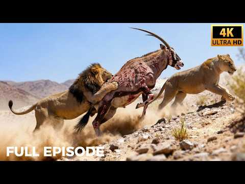 Wild Kingdom Extreme: Nature’s Fiercest Encounters | Nature Animal Documentary