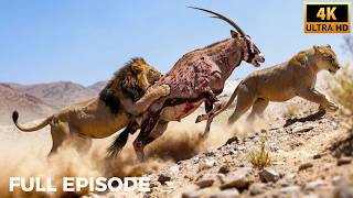 Wild Kingdom Extreme: Nature’s Fiercest Encounters | Nature Animal Documentary