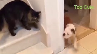 「面白い動物」あり得ないことをする犬, 猫・おもしろ犬, 猫のハプニング, 失敗集 #515