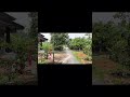 A Peaceful Walk in a Village in a Heavy Rainstorm  #greenvillage #rainyday #nature #heavyrain