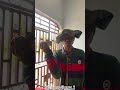 Jiggy and wonders😂😂#comedy #funny #shorts #fyp #viral