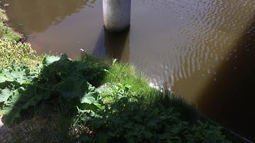 upsammy - In A Shade (Official Video)