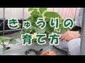 きゅりの育て方とブームモアで雨の日除草19/5/20＃683