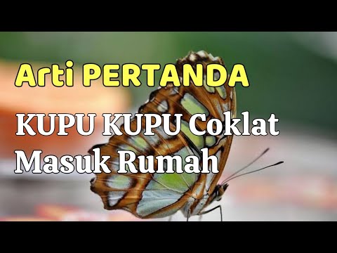 Video: Adakah Tumbuhan Pitcher Mati: Sebab Tumbuhan Pitcher Coklat Atau Kekuningan