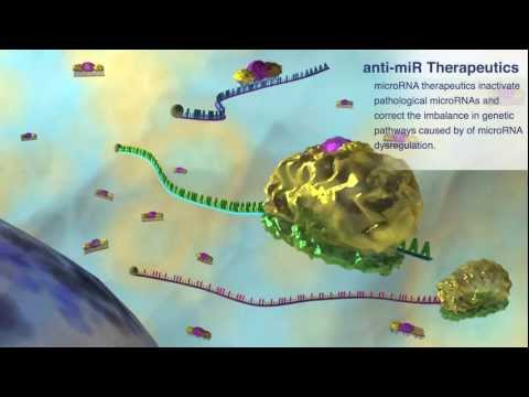 Vídeo: Assinatura De MicroRNA De Sinalização Extra-sináptica Tóxica Do Receptor De N-metil-D-aspartato (NMDA)