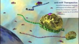 Regulus microRNA