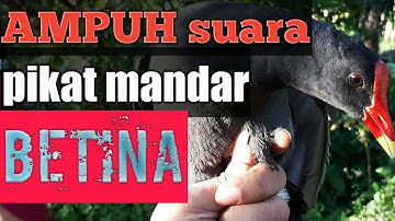 Suara pIKAT MANDAR BATU