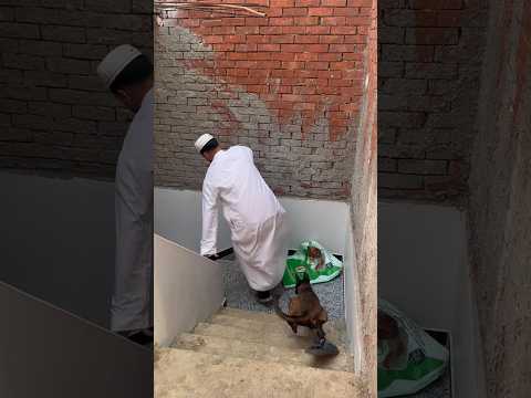 تمساحه جريت وراء الحجوك وكانت هتعضه