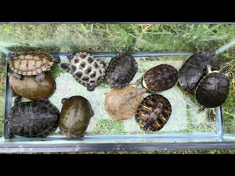 Video: Biljke sigurne za kornjače – saznajte više o biljkama koje kornjače mogu jesti