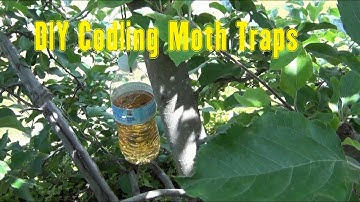 DIY Homemade Codling Moth Trap - How I Made Them
