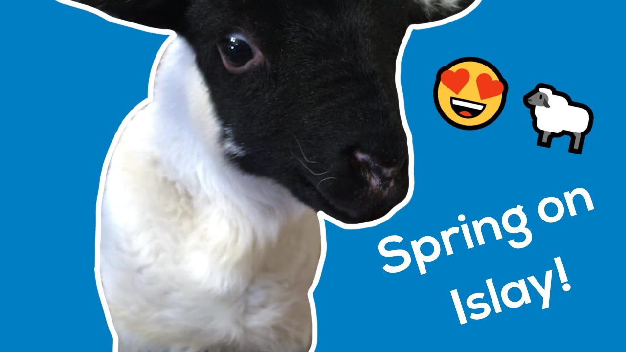 New spring life at Gruinart | RSPB Scotland