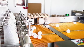 Egg Collection System