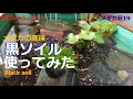 メダカ荘19◆メダカビオトープの底床メンテナンス/黒ソイル~Changing of bottom soil~ MEDAKA Killifish Japan, ｽﾏﾎ撮影