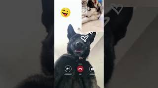 True Love Video Call Funny Dog Videos