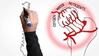 Natural Spine Solutions | Coeur d'Alene ID | Dr. Wayne Fichter