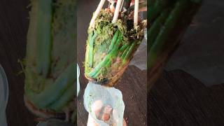 Arxideya Gülünün Qabının Dəyişilməsi, Qulluq