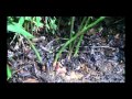 PLANTAS MEDICINALES - JENGIBRE