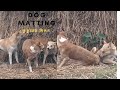 Dog mating sound কুকুরের ঝগড়াঝাটি  হাহাহা